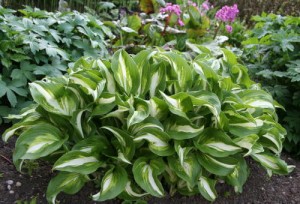 Funkia ‘Mediovariegata’ (Hosta)